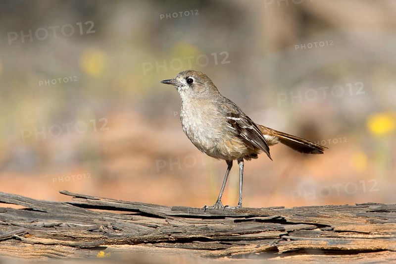 Southern Scrub Robin (Drymodes brunneopygia), Victoria, Australia