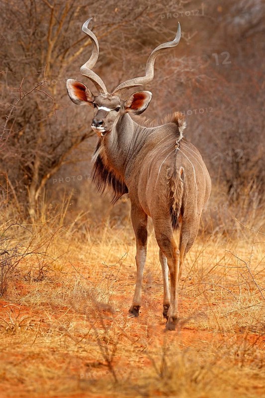 Greater kudu, Tragelaphus strepsiceros, handsome antelope with spiral horns. Animal in the green meadow habitat, Okavango delta, Moremi, Botswana. Kudu in Africa. Wildlife scene from African nature