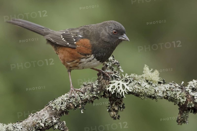 Spotted Towhee (Pipilo maculatus), British Columbia, Canada