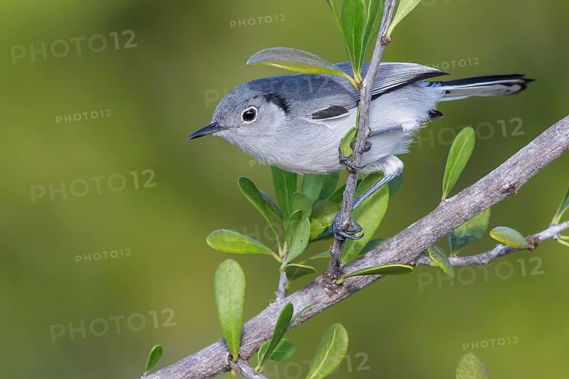 Cuban gnatcatcher (Polioptila lembeyei) perched on a branch in Cuba