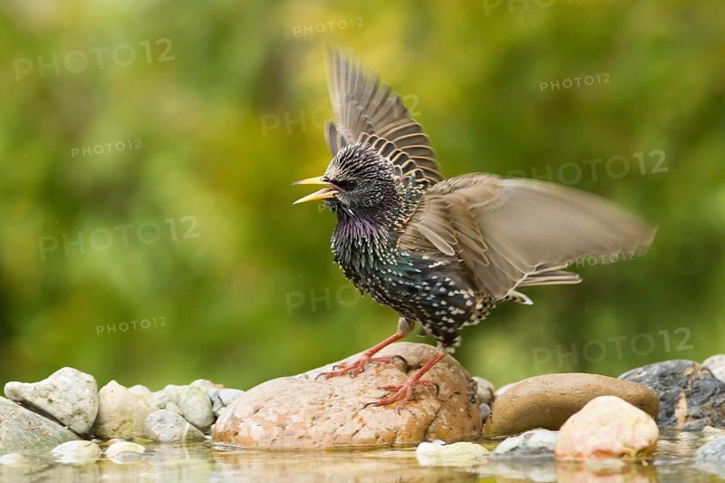 Common Starling (Sturnus vulgaris) calling, Bavaria, Germany