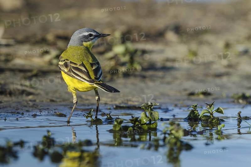 Western Yellow Wagtail (Motacilla flava), Schleswig-Holstein, Germany