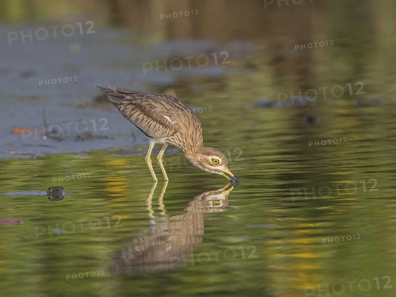 Senegal Thick-knee (Burhinus senegalensis) foraging, Gambia