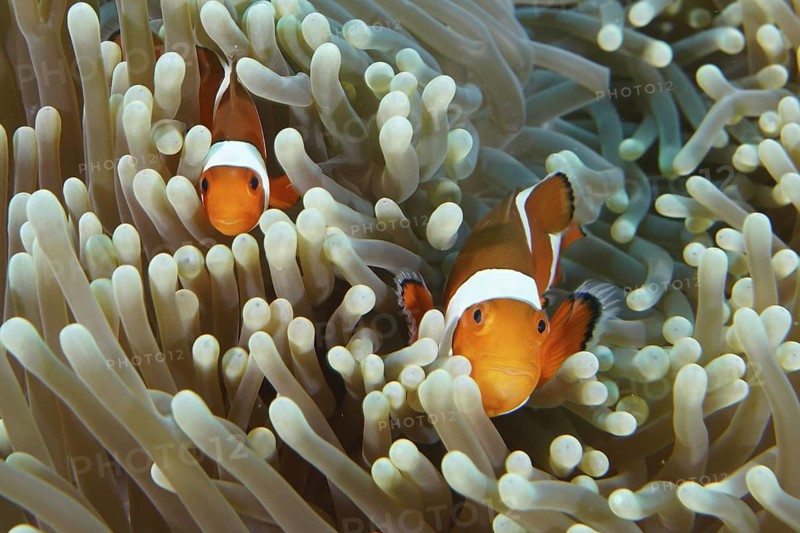 Two Ocellaris Clownfish (Amphiprion ocellaris) hiding in a protective sea anemone, dive site Coral Garden, Menjangan, Bali, Indonesia
