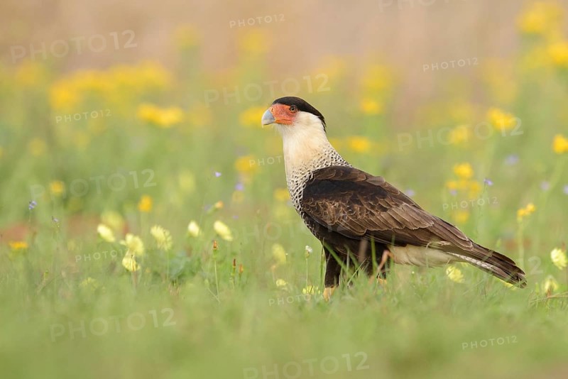 Northern Crested Caracara (Caracara cheriway), Texas, USA