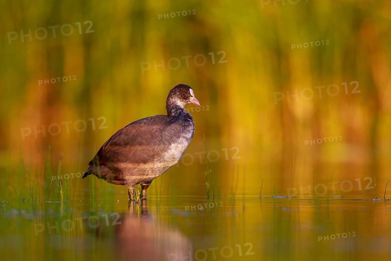 Eurasian Coot (Fulica atra) juvenile, North Rhine-Westphalia, Germany