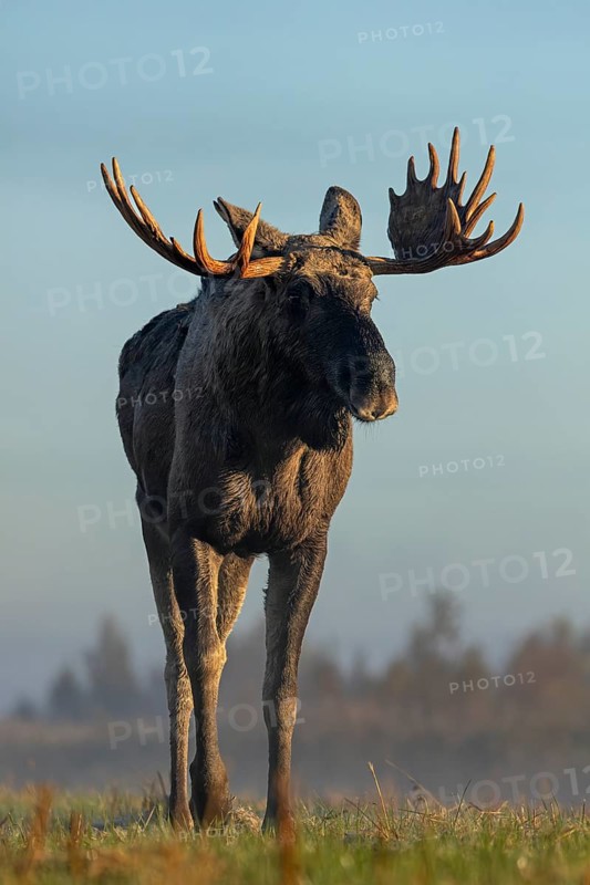 The bull moose (Alces alces) looks even more impressive when viewed from the front, October, Denmark