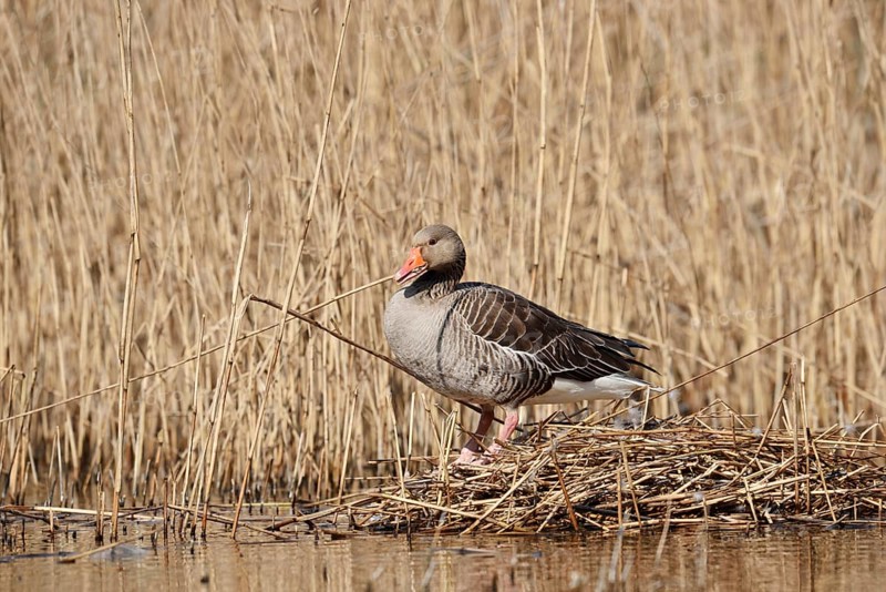 Greylag goose (Anser anser) building a nest in the reeds, North Rhine-Westphalia, Germany