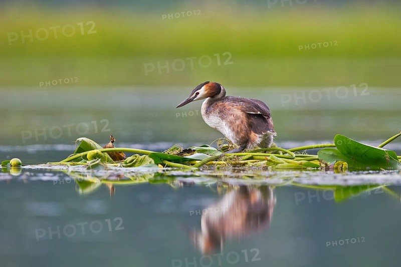 Great Crested Grebe (Podiceps cristatus) on nest, Bavaria, Germany