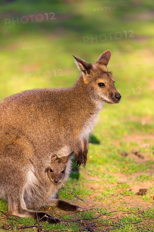 Red-necked wallaby or Bennett's wallaby (Macropus rufogriseus) with cub in her pouch, sits on a green meadow