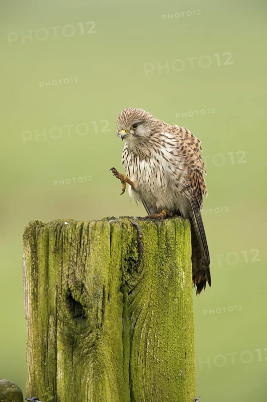 Torenvalk; Common Kestrel; Falco tinnunculus;
