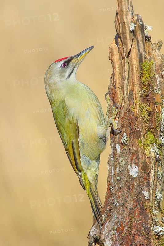 Grey-headed woodpecker (Picus canus), male sitting on a tree stump overgrown with moss and lichen, Wildlife, woodpeckers, birds, nature photography, Neunkirchen, Siegerland, North Rhine-Westphalia, Germany