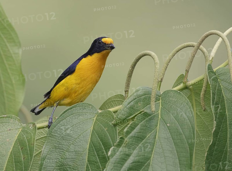 Violaceous Euphonia (Euphonia violacea) male, Asa Wright, Trinidad