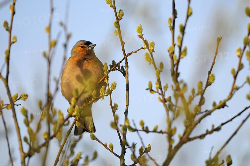 Buchfink (Fringilla coelebs), Chaffinch, Maennchen zur Balzzeit in einer Weide, April, NSG Dingdener Heide, Nordrhein-Westfalen, Deutschland