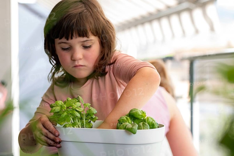 A young child carefully tends to a basil plant in a white pot, surrounded by a bright indoor setting. Her concentration shows a budding interest in gardening at home