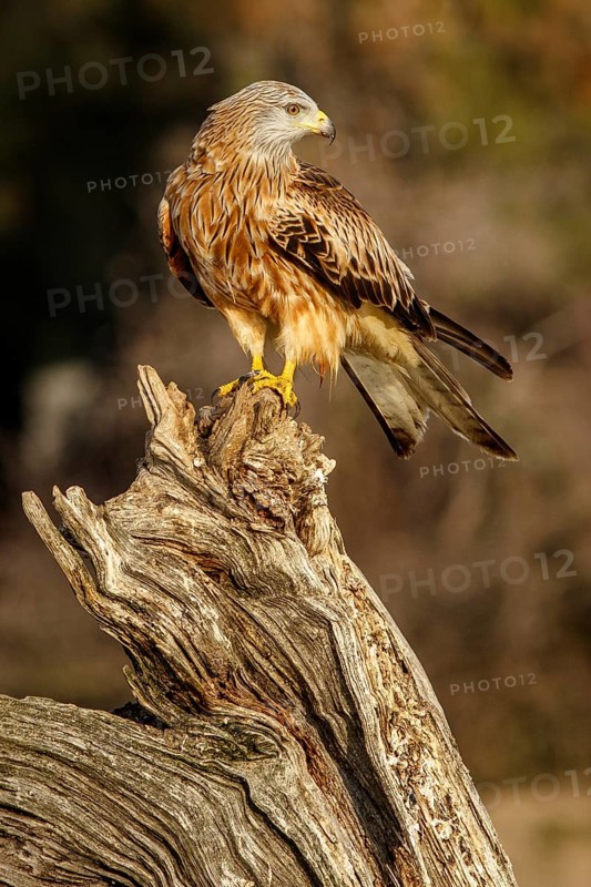Red Kite (Milvus milvus), perched on a branch, Catile and Leon, Spain