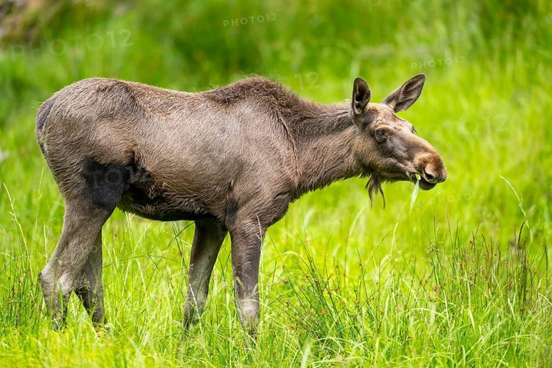 Eurasian elk (Alces alces) standing on a meadow in early summer, Bavarian Forest, Bavaria, Germany