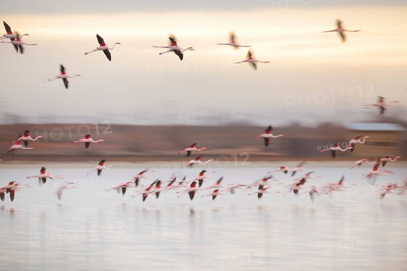 A vibrant flock of pink flamingos gracefully soars over a calm lake in Villafranca de los Caballeros, Spain, during a serene sunset, creating a stunning natural spectacle
