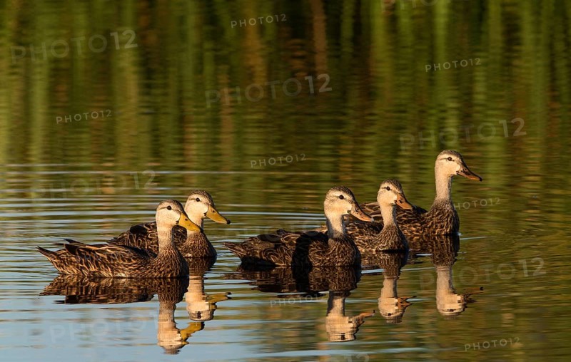 Mottled Duck (Anas fulvigula) flock, Florida, USA