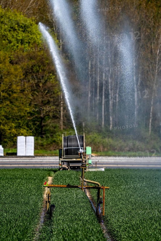 Artificial irrigation of a cereal field in April, with a sprinkler system, long dry spell in spring makes this necessary for the young plants to grow well, south of Straelen, Lower Rhine, North Rhine-Westphalia, Germany