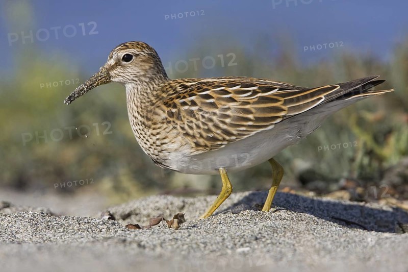 Pectoral Sandpiper (Calidris melanotos), British Columbia, Canada