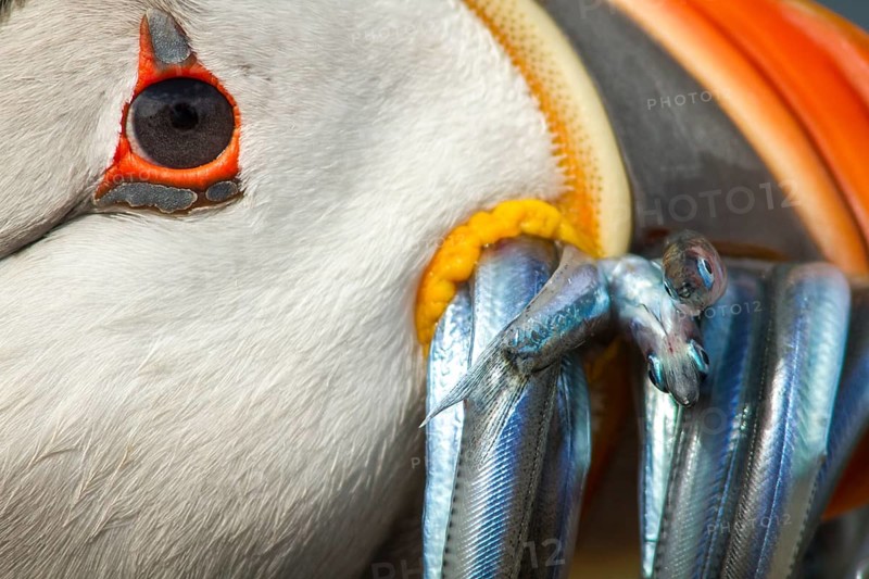 Atlantic Puffin (Fratercula arctica) adult with sandeels in bill, Farne Islands, United Kingdom