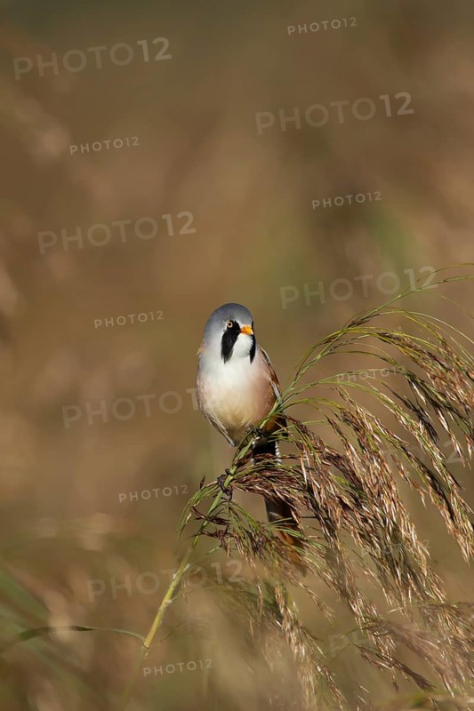 Bearded tit or reedling (Panurus biarmicus) adult male bird on a Common reed seedhead, RSPB Strumpshaw fen nature reserve, Norfolk, England, United Kingdom