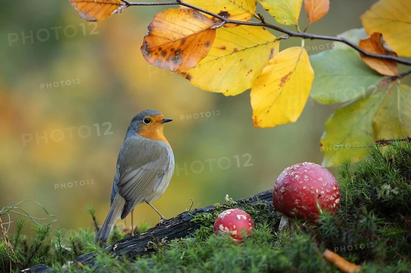 European Robin (Erithacus rubecula) perched on the ground, Lower Saxony, Germany