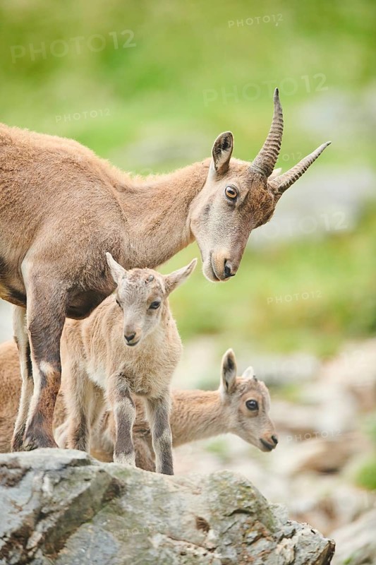 Alpine ibex (Capra ibex) mother with her youngsters, wildlife Park Aurach near Kitzbuehl, Austria