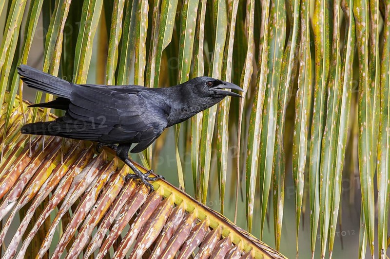 Cuban Crow (Corvus nasicus) perched on a branch in Cuba