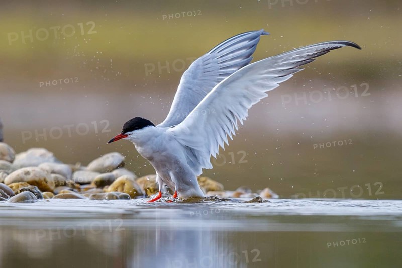 Common Tern (Sterna hirundo), North Rhine-Westphalia, Germany