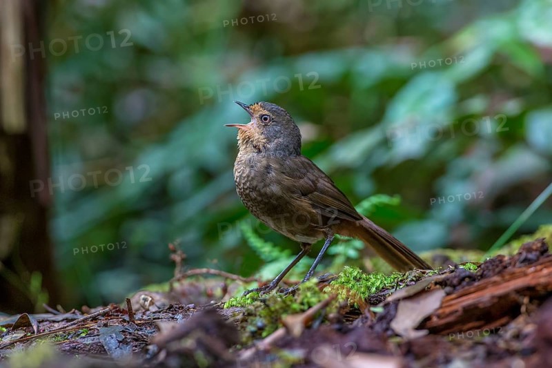 Pilotbird (Pycnoptilus floccosus) singing, Victoria, Australia