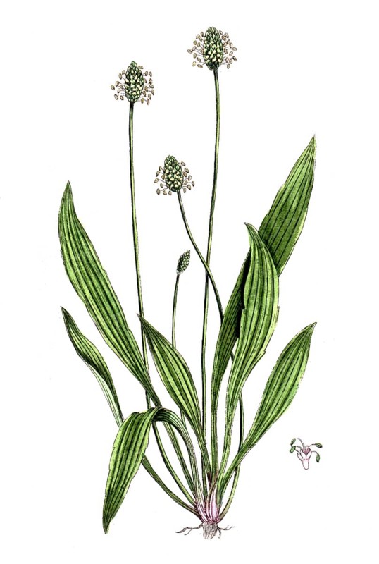 Plantago lanceolata, ribwort plantain, digital reproduction of a historical original, between 1790 and 1810