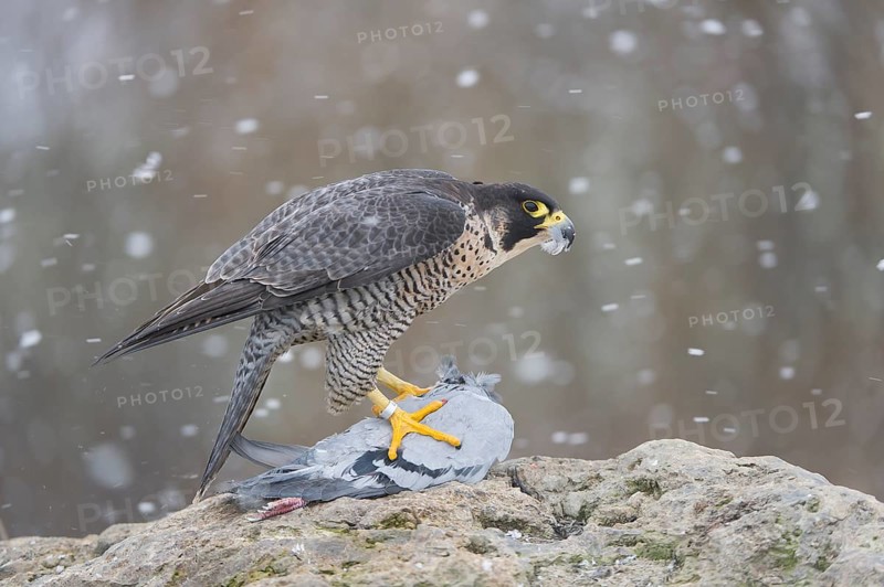Peregrine Falcon (Falco peregrinus) female, Saxony, Germany