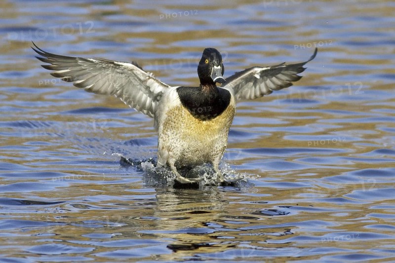 Ring-necked Duck (Aythya collaris) male, British Columbia, Canada
