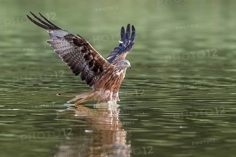 Red Kite (Milvus milvus) hunting, Mecklenburg-Western Pomerania, Germany