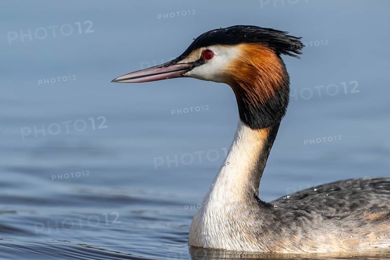 Great Crested Grebe (Podiceps cristatus), Emsland, Lower Saxony, Germany