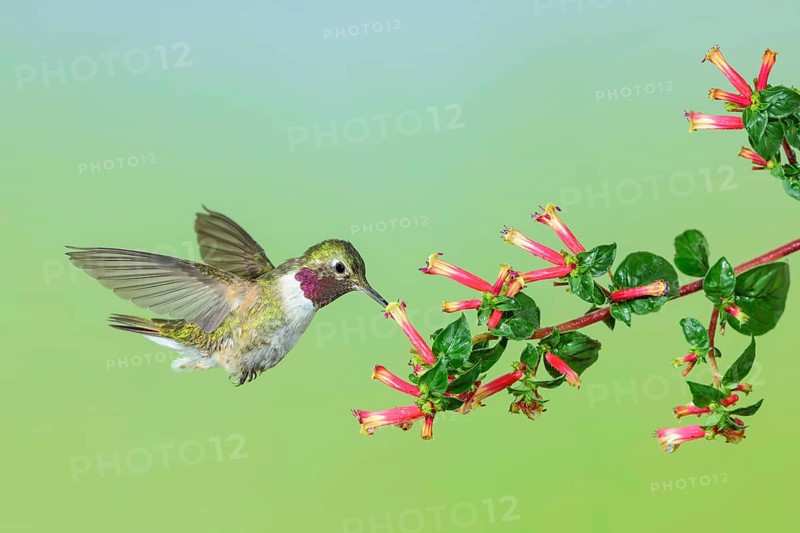 Broad-tailed Hummingbird (Selasphorus platycercus) male flying, Colorado, USA