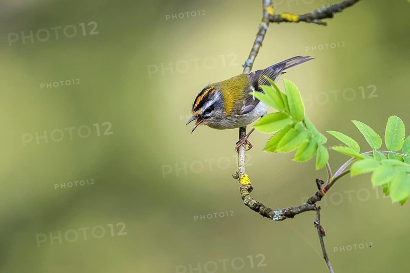 Common Firecrest (Regulus ignicapilla) male singing, Mecklenburg-Western Pomerania
