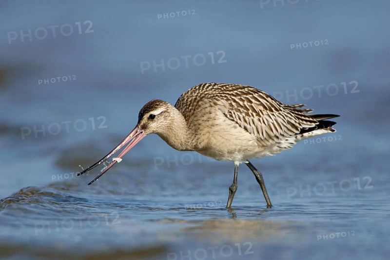 Bar-tailed Godwit (Limosa lapponica), Schleswig-Holstein, Germany