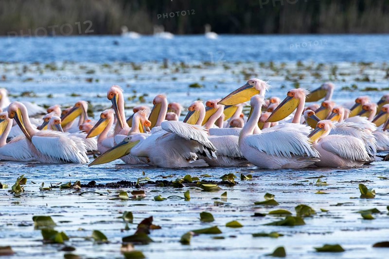 Great White Pelican (Pelecanus onocrotalus) group, Romania