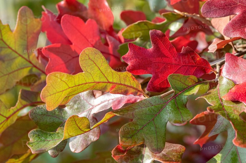 Post oak (Quercus stellata), Cambridge Botanical Garden, Germany