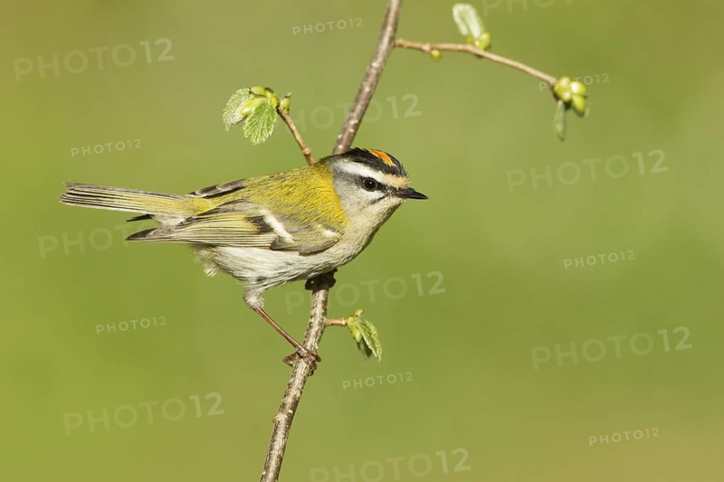 Common Firecrest (Regulus ignicapilla), Liechtenstein
