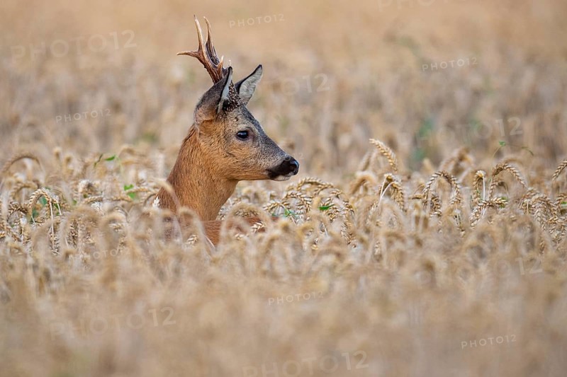 Roebuck (Capreolus capreolus) in wheat, Vechta, Lower Saxony, Germany