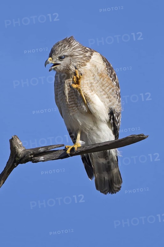Red-shouldered Hawk (Buteo lineatus), Florida, USA