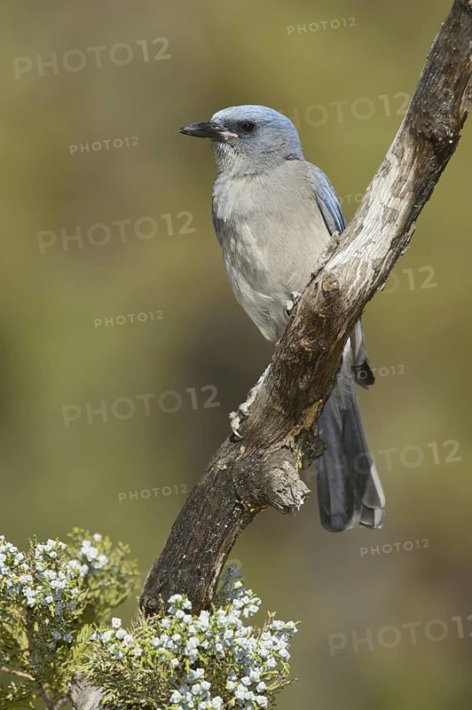 Mexican Jay (Aphelocoma wollweberi), Arizona, USA