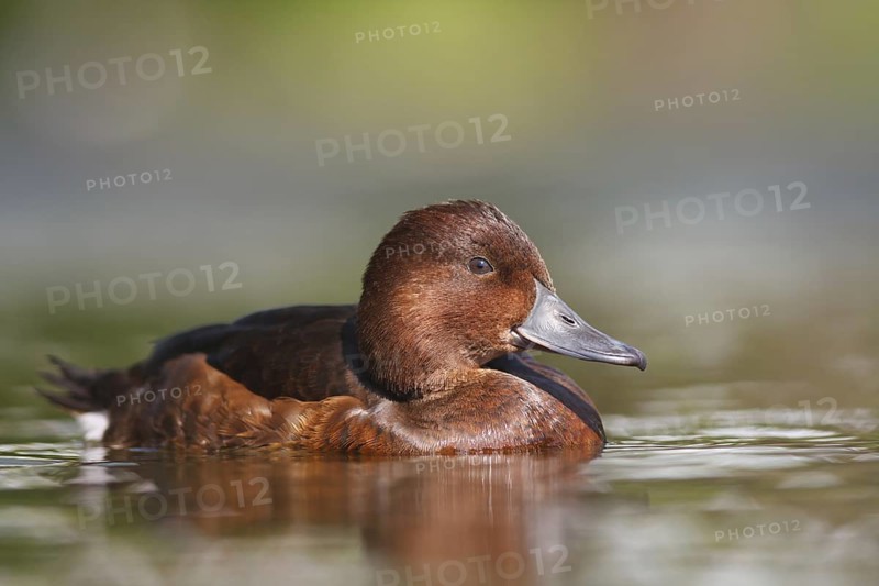 Ferruginous Duck (Aythya nyroca), Baden-Wuerttemberg, Germany