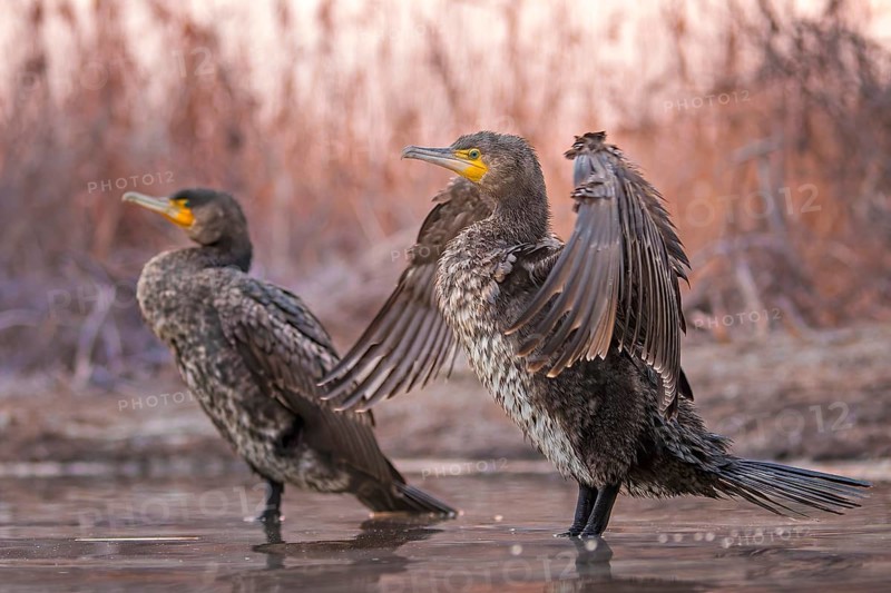Great Cormorant (Phalacrocorax carbo), Kiskunsag National Park, Hungary