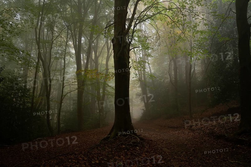 A serene forest scene enveloped in dense fog, creating a mystical atmosphere. Tall trees with lush green leaves stretch upwards, while fallen leaves cover the forest floor