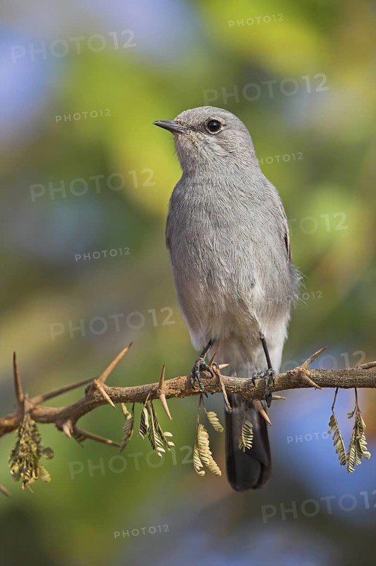 Blackstart (Oenanthe melanura), Oman